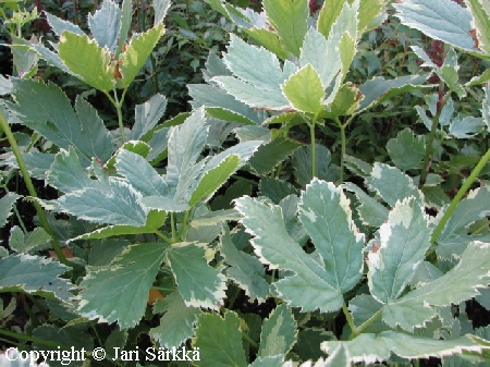 Peucedanum ostruhium 'Daphnis'